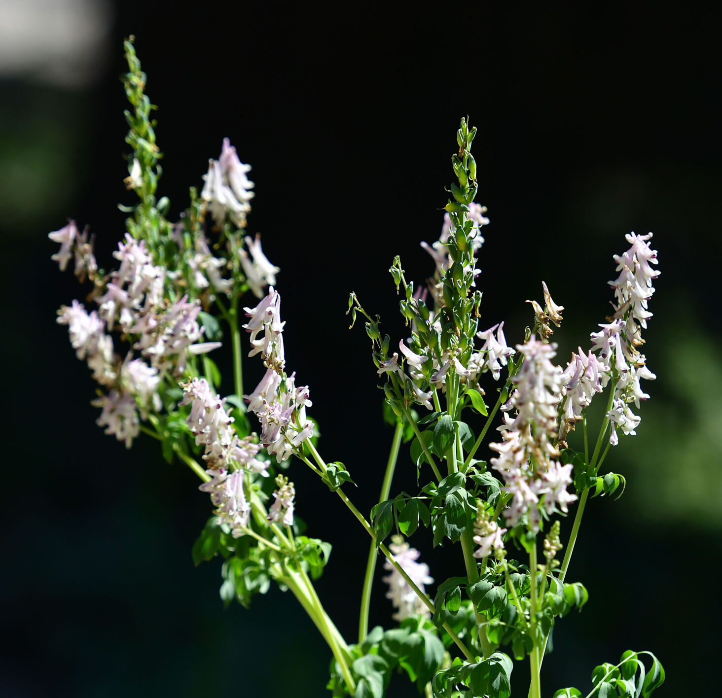 072420-news-wildflowers 06.JPG
